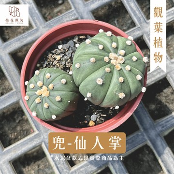 【拈花微笑】兜｜3吋│多肉植物│窗邊植物│新手植物│淨化空氣│水泥盆│招財植物│觀葉植物│質感盆栽