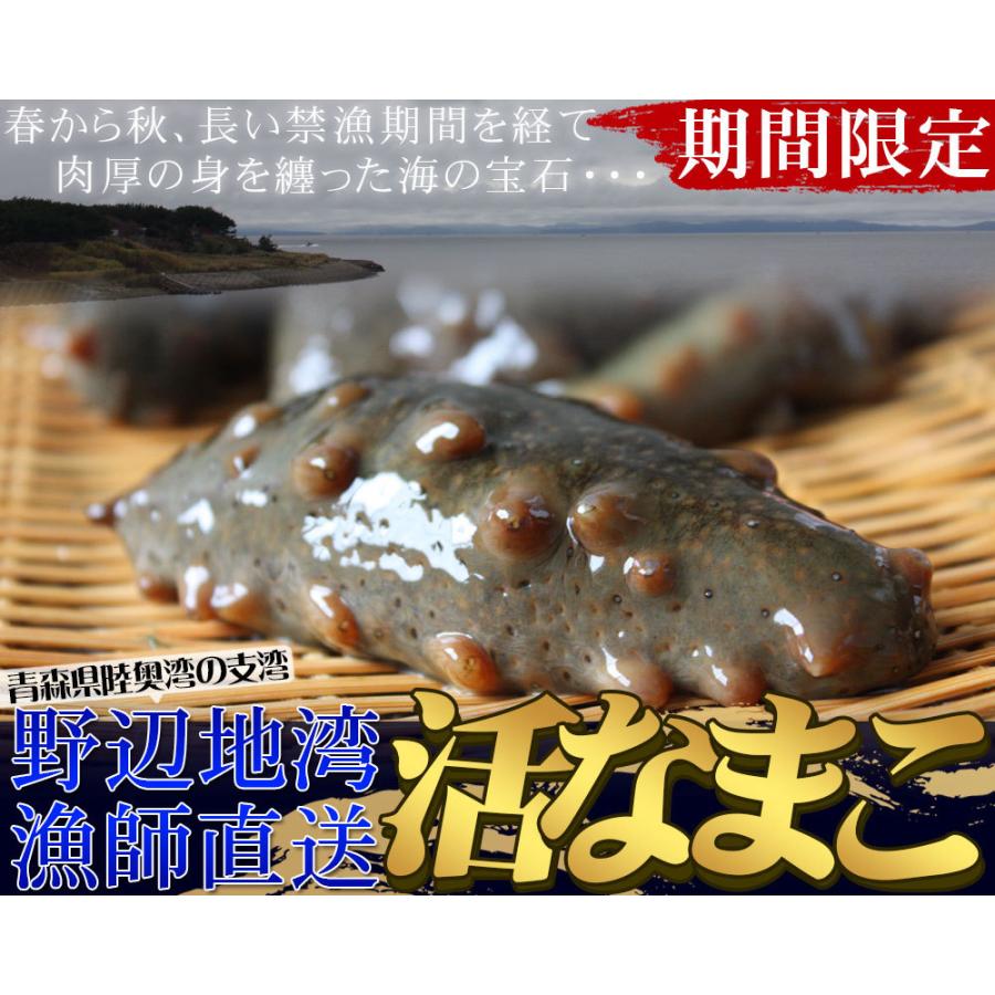 青森県陸奥湾産 ナマコ と ホタテ のセット 送料無料  なまこ ほたて を直送 [※クール便][※他商品と同梱不可]