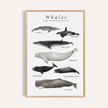 探索鯨魚 Whales of Wonder / 海洋動物插畫 臥室掛畫