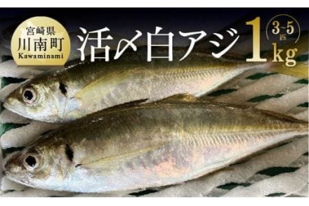 日向灘獲れ！活〆白アジ１kg