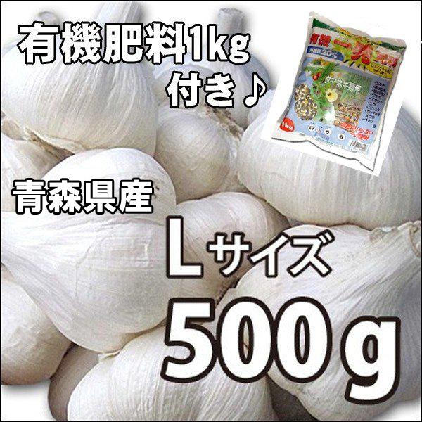 セール♪国産 青森県産　ニンニク種子 にんにく種子  福地ホワイト　Lサイズ　500g＋肥料1kg付き