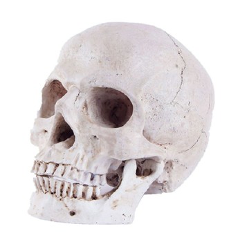??快速出貨?? 附發票 樹脂工藝品骷顱頭模型教學用品骷髏頭動物頭骨萬圣節道具化裝舞會