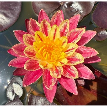 台灣發票 現貨出貨 荷花 景觀荷花 睡蓮 大地荷花 蓮花 水生植物 魚缸 水族 生態缸