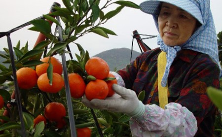 香川県オリジナル品種 小原紅早生みかん（金時紅）約2.5kg 化粧箱入