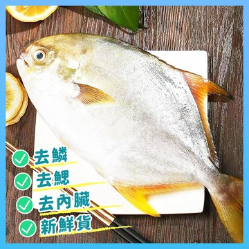 小金鯧 【海產教父】