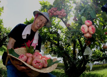 農遊超市 - 宜蘭 | 阿東的蓮霧園-採蓮霧 (250元採果通用券(適用全台37家以上農場果園))-單人採果券