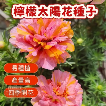 🌹   檸檬太陽花種子 今年新籽 發芽率高 見土即活 花開爆盆 四季可播  新手易種易活 陽台庭院盆栽花卉種子