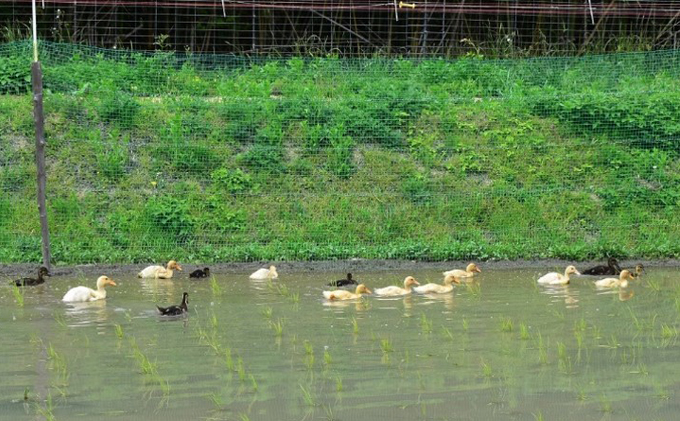 香川県産コシヒカリ（自然農法 合鴨米 3kg）玄米