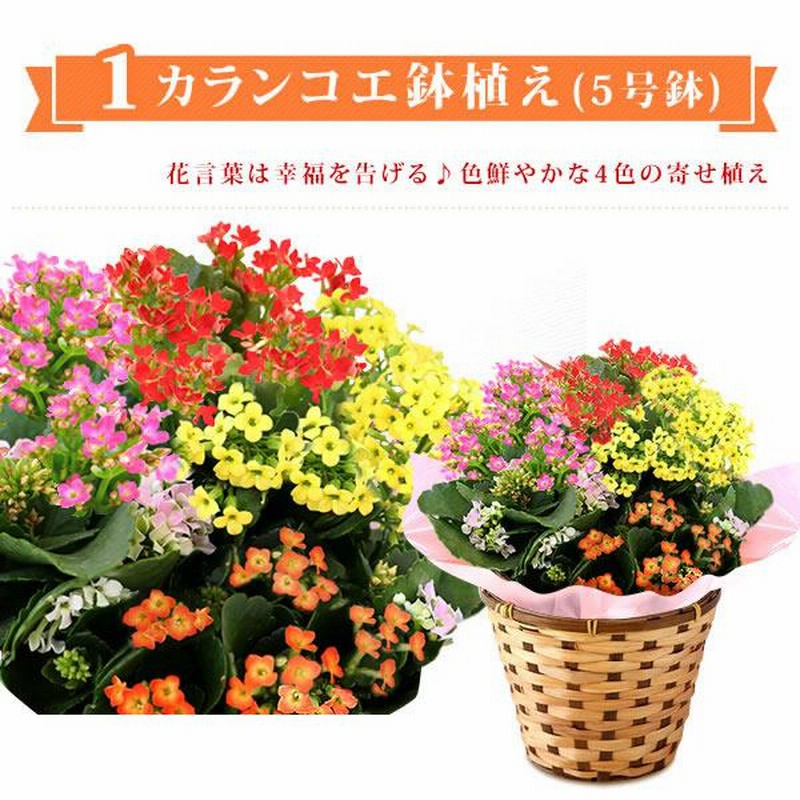 敬老の日 プレゼント ギフト 花 鉢花 鉢植え 珍しい 花とスイーツ りんどう ベコニア お菓子 60代 70代 80代 Flower Dset 通販 Lineポイント最大0 5 Get Lineショッピング