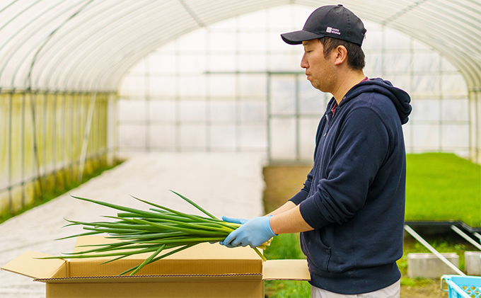 生産農家直送　京野菜・九条ねぎ　2kg×4回