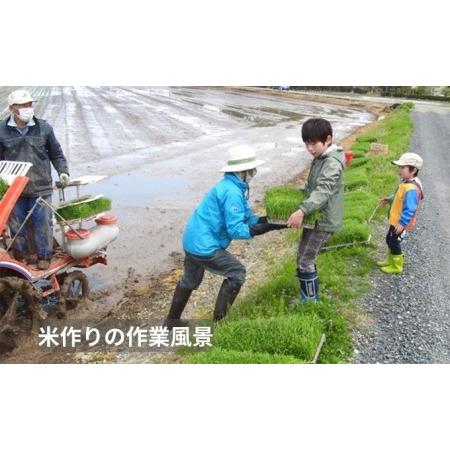 ふるさと納税 新潟なんかんコシヒカリ10kg 新潟県田上町