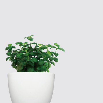│ 犀力系列 │ 彈簧草 - 水耕植物 室內植物 懶人盆栽
