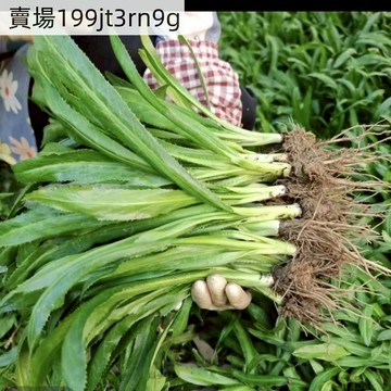 現貨 香料種子 大芫荽種子 大香菜種子 緬甸刺芹 刺芫荽 四季盆栽大田蔬菜種子 高产量