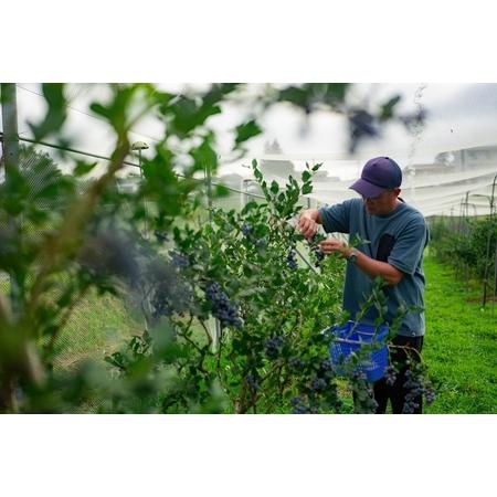 ふるさと納税 ビッグりサイズの『フローズンブルーベリー（冷凍ブルーベリー）』400g×2品種 山梨県北杜市