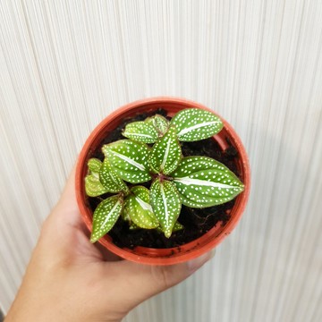 P老闆園藝~蜂鬥草 3吋盆