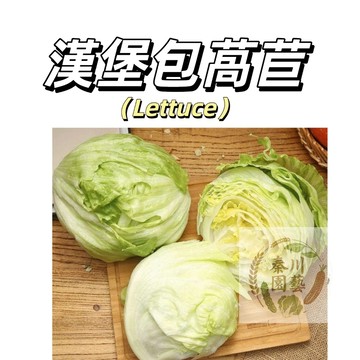 嘉義現貨（漢堡包萵苣種子WJ-5）甜脆爽口~全結球生菜種子~生吃結球萵苣 新手易種 陽台盆栽庭院菜園#蔬菜種子#葉菜類