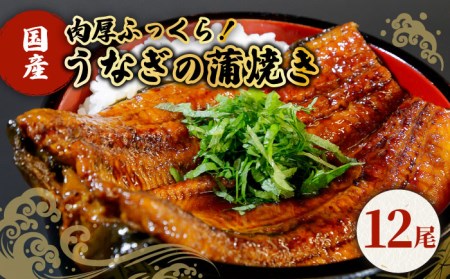 国産うなぎ 蒲焼き 12尾鰻 ウナギ[HBV004]