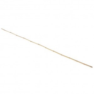 園藝用白竹 小H180cm