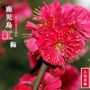  花梅 1年生接ぎ木 苗