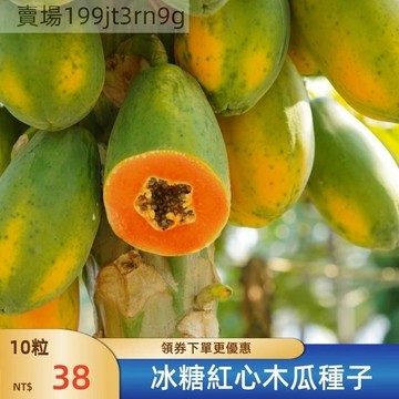 現貨🐸【冰糖紅心木瓜種子】（100粒）🐸新種上市 現貨速發 口感軟糯絲滑 四季庭院田園種植種籽 多年生蔬菜水果種子