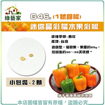 【綠藝家】G46.迷你晶彩橘水果彩椒(1號甜椒)種子2顆 // 迷你型，橘色果，果重約25g果菜類種子