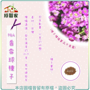 【綠藝家】H64.香雪球種子0.2克(約600顆)(彩毯)