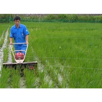 無農薬 お米 有機米 白米 5kg コシヒカリ 自然農法 令和5年産 新米 石川県産 辻本さんの有機栽培米