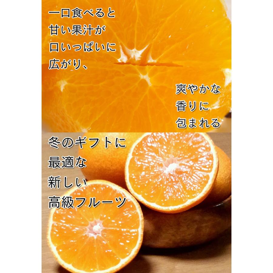 紅マドンナ 紅まどんな 訳あり 送料無料 愛媛県 紅まどんな 2.5kg みきゃん箱 Mサイズ ぜりーのようなプルプル果肉 愛媛の貴婦人 ギフト お歳暮