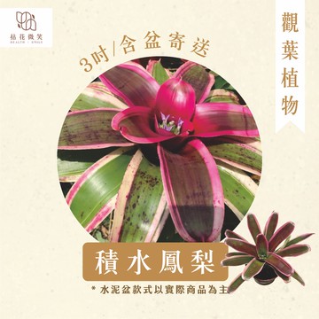 【拈花微笑】積水鳳梨｜3吋｜觀葉植物｜含盆寄送｜招財盆栽
