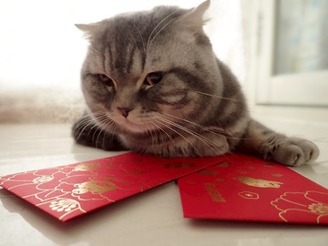 限量燙金紅包袋-6入(一包二款 各3入)  買十送一