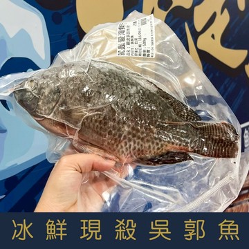 【就是愛海鮮】冰鮮-現殺吳郭魚 500g±10%鮮味美 並富含多種營養 烤魚最佳選擇[量大可配合批發/團購]