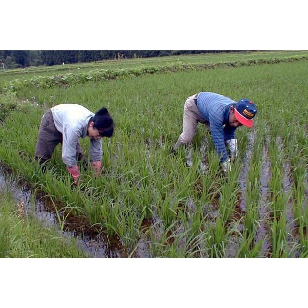 新米 令和5年 新潟産 コシヒカリ 5kg 送料無料 御前清水米 栽培期間中農薬不使用 有機肥料１００％栽培