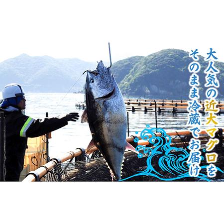 ふるさと納税 長崎県五島産 近大マグロ 約500g (大トロ・中トロ・赤身) まぐろ 刺.. 長崎県五島市