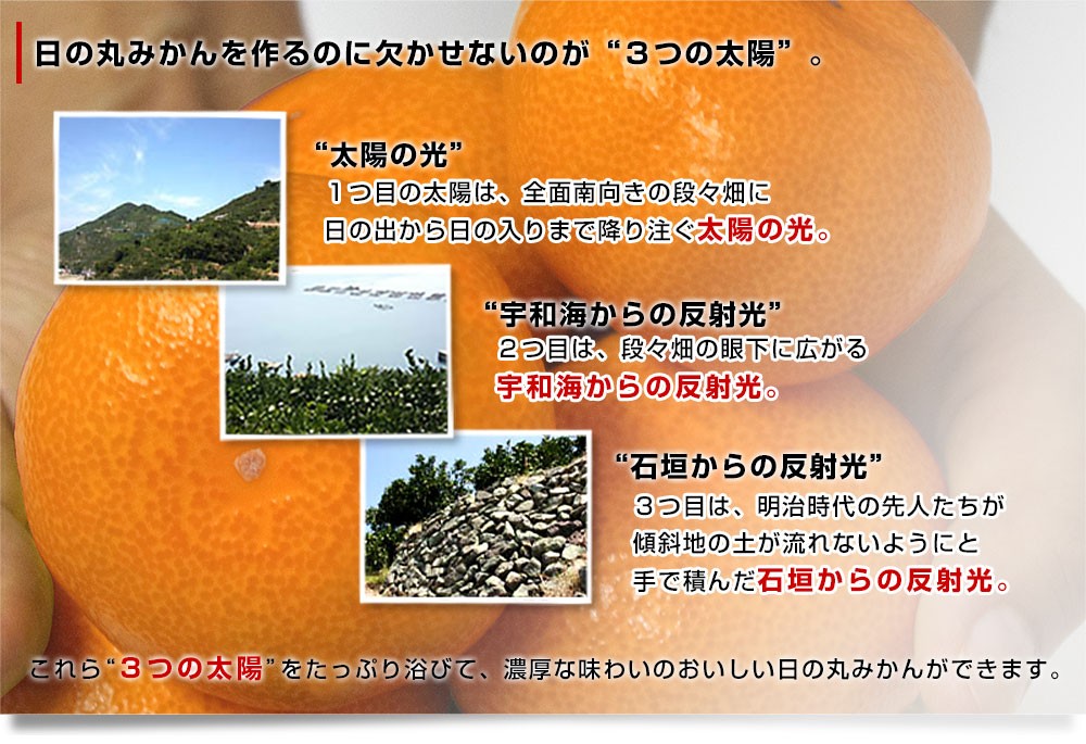 愛媛県より産地直送 JAにしうわ 日の丸みかん 千両 極旨小玉サイズ 5キロ（60玉から80玉） 蜜柑 ミカン  送料無料