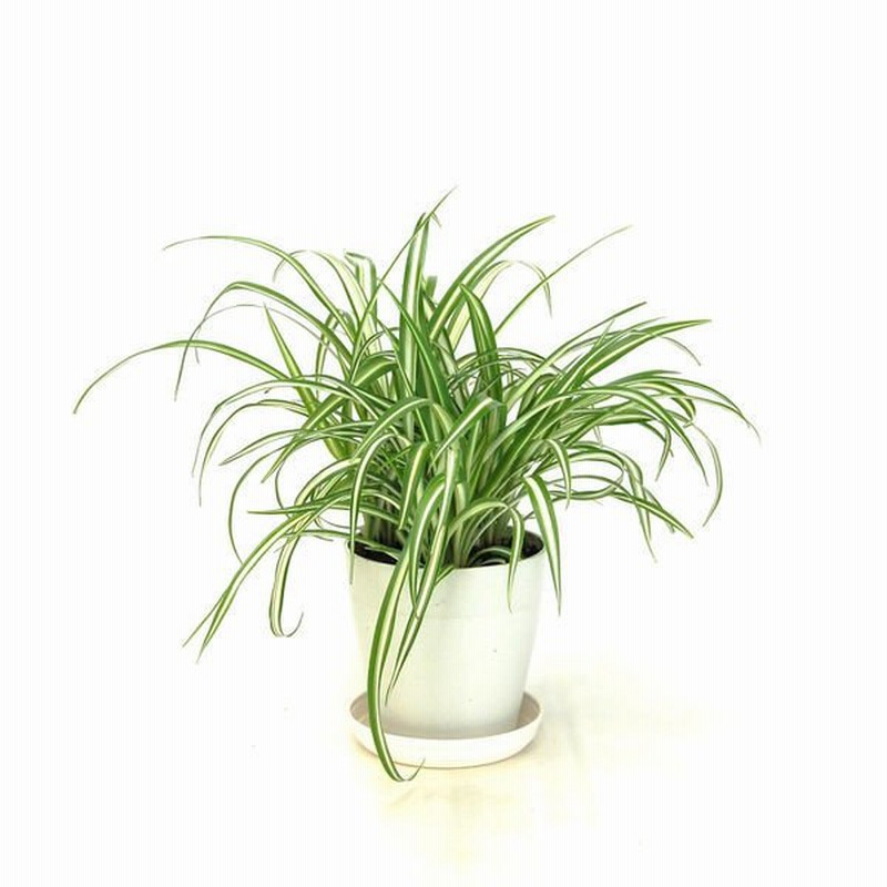 日比谷花壇日比谷花壇 オリヅルラン 1セット 3個入 直送品 通販 Lineポイント最大1 0 Get Lineショッピング