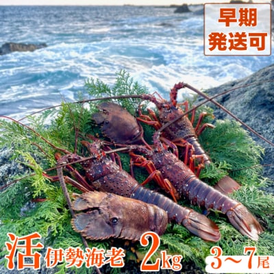 活伊勢海老2kg