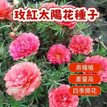 🌹   玫紅太陽花種子  今年新籽 發芽率高 見土即活 花開爆盆 四季可播  新手易種易活 陽台庭院盆栽花卉種子