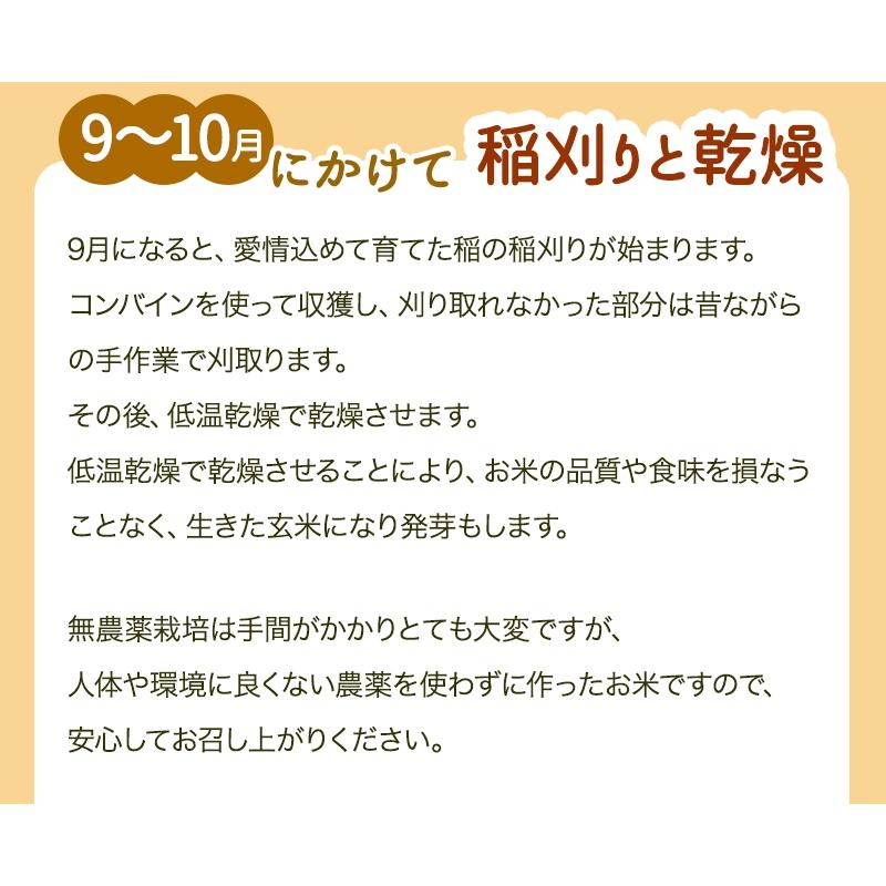 無農薬 米 玄米 5kg 新米入荷 無農薬 コシヒカリ 特選 令和5年福井県産 送料無料 無農薬・無化学肥料栽培