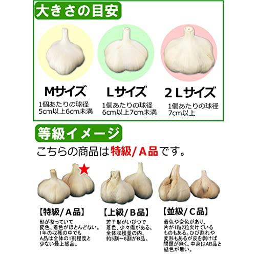 青森期待の新人商店 青森 にんにく 1kg A品 Mサイズ 国産 ニンニク