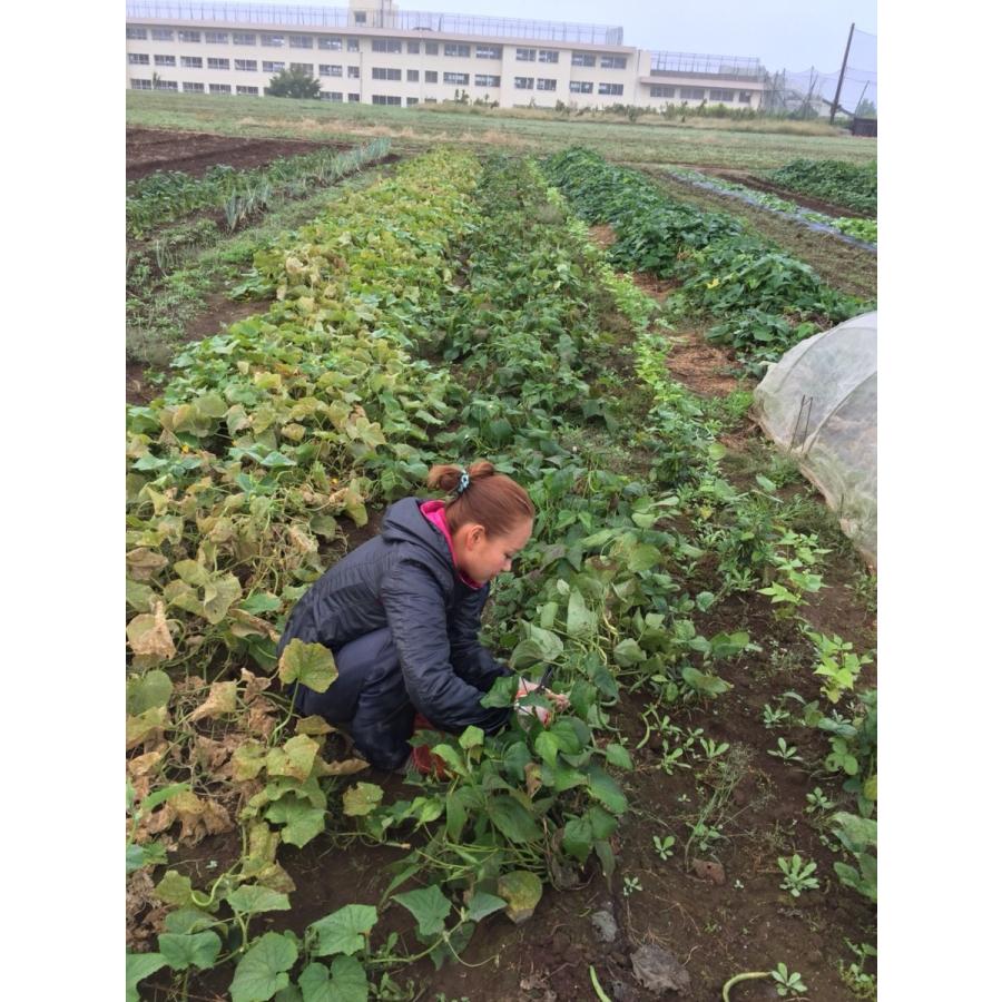 無農薬野菜セット　Ｍ(8〜10品)