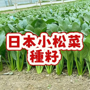 日本小松菜種子 台灣稱油菜籽或芥藍菜籽 家庭盆栽蔬菜 四季可種 快速收成 耐熱易種 新手適用 有機栽培