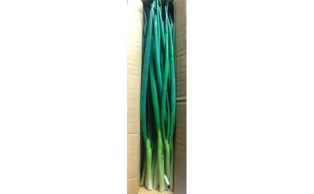 生産農家直送　京野菜・九条ねぎ  １kg×4回