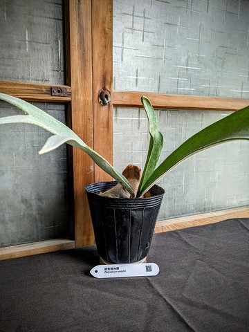 銀鹿鹿角蕨Platycerium veitchii