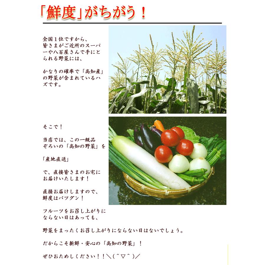 野菜セット たまご 同梱可 とれたて野菜 ８種類セット 高知産 レシピ・追加機能 送料無料 [Qv10] 詰め合わせ クール便 新鮮 葉物 根菜 香味