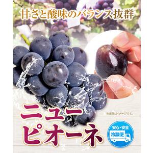 ふるさと納税 ニューピオーネ 2房 1kg ウィズフラワーホールディングス《9月上旬-10月中旬頃出荷》岡山県 浅口市 ぶどう ピオーネ フルーツ 旬 .. 岡山県浅口市