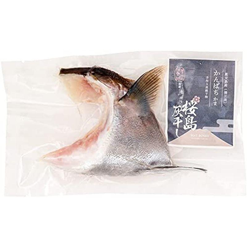 清泉社 魚介類加工品 桜島灰干し かんぱちかま 1個 干物 ひもの おつまみ 灰干し 桜島 鹿児島 手作り