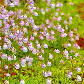 禾葉狸藻種子（100粒） 食蟲科 超高發芽率 禾葉大業狸藻 小白兔 小藍兔 狸藻黃金花狸藻庭院盆栽種子迷你盆栽 袖珍小盆