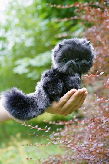 石墨暹羅小貓三眼