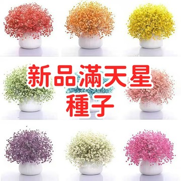 【新品滿天星種子】 四季開花 盆栽花壇 切花素材 乾燥花 小白花 密集開花 易種植 適合台灣氣候 園藝療癒 綠手指推薦