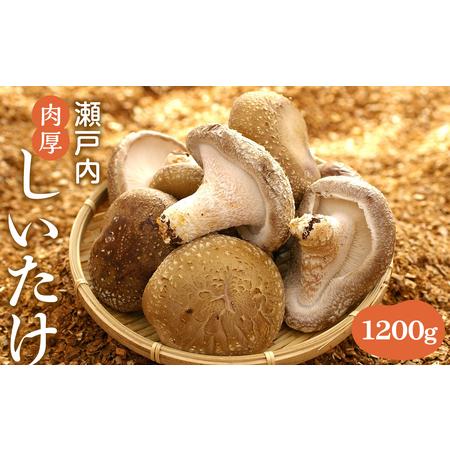 ふるさと納税 瀬戸内しいたけ 1,200g 兵庫県相生市